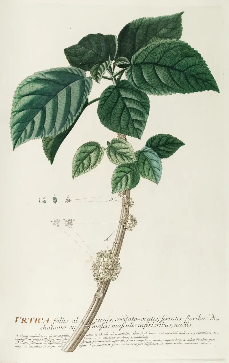 Urtica von Georg Dionysius Ehret