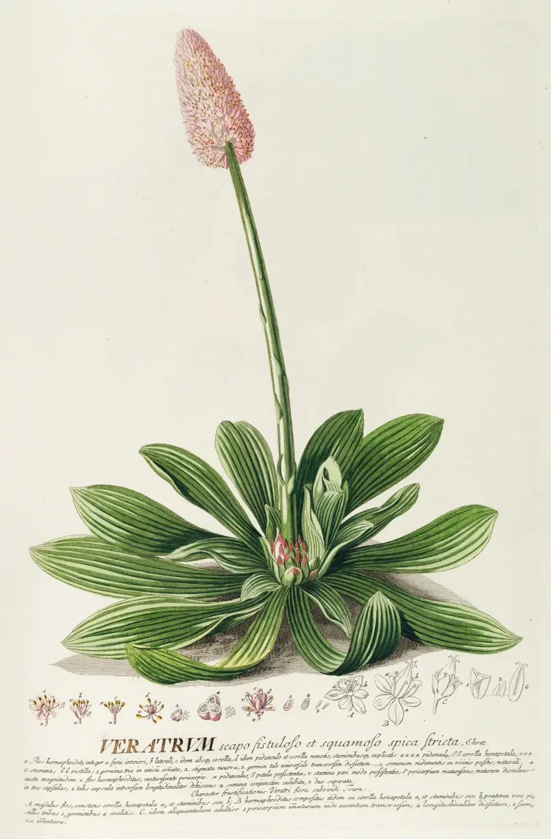 Veratrum von Georg Dionysius Ehret