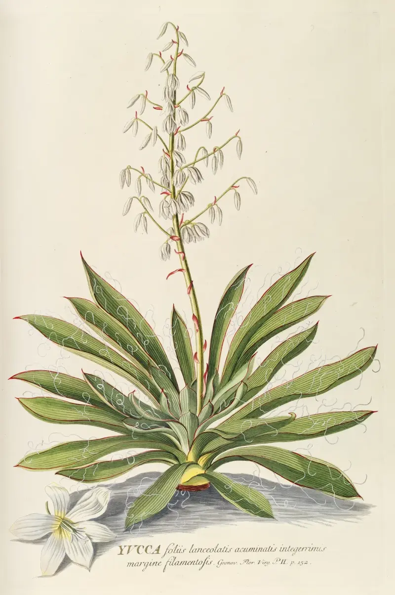 Yucca von Georg Dionysius Ehret
