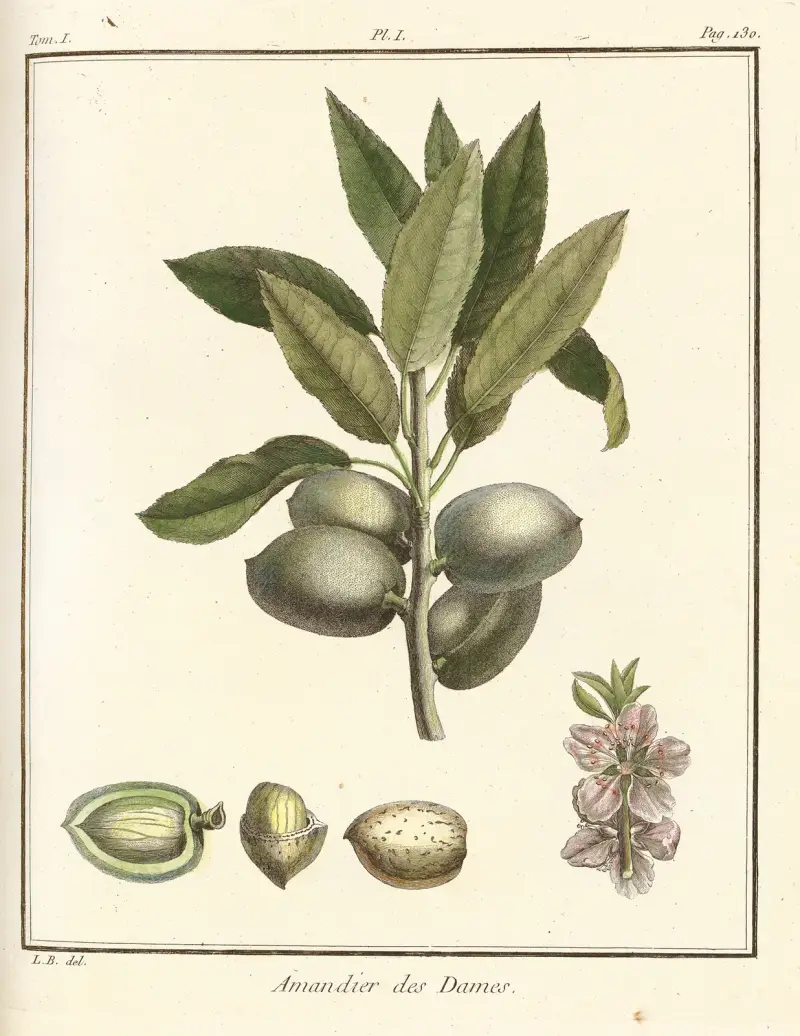Traité des arbres fruitiers Pl.01 av Henri-Louis Duhamel du Monceau
