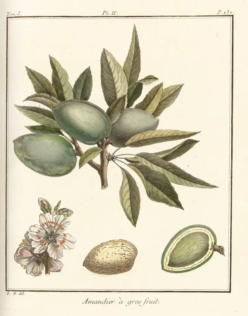 Traité des arbres fruitiers Pl.02 av Henri-Louis Duhamel du Monceau