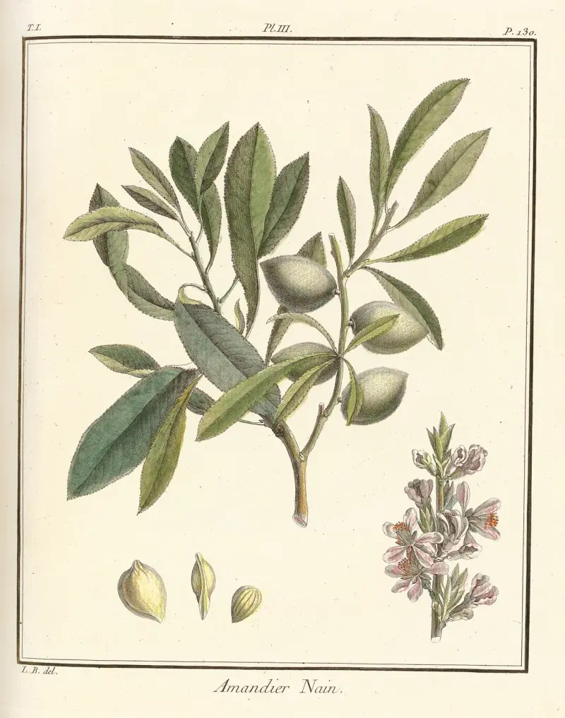 Traité des arbres fruitiers Pl.03 av Henri-Louis Duhamel du Monceau