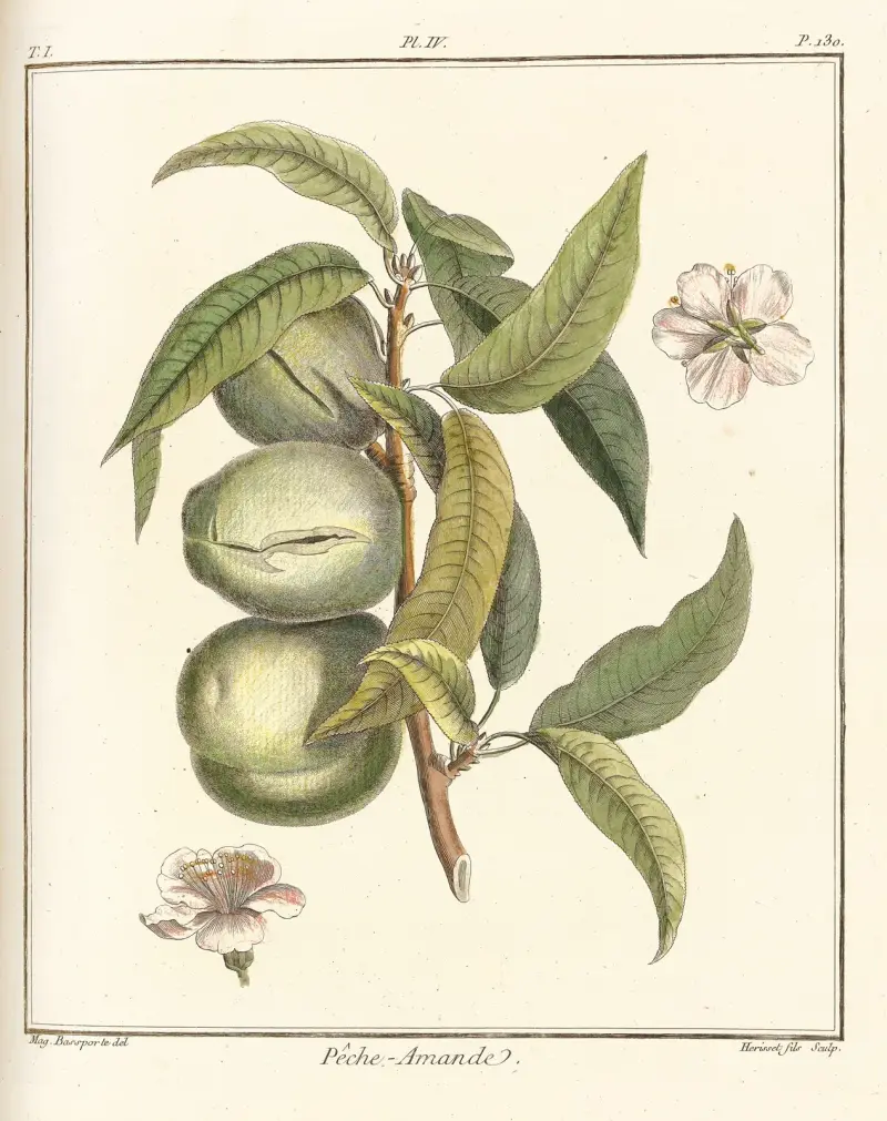 Traité des arbres fruitiers Pl.04 av Henri-Louis Duhamel du Monceau