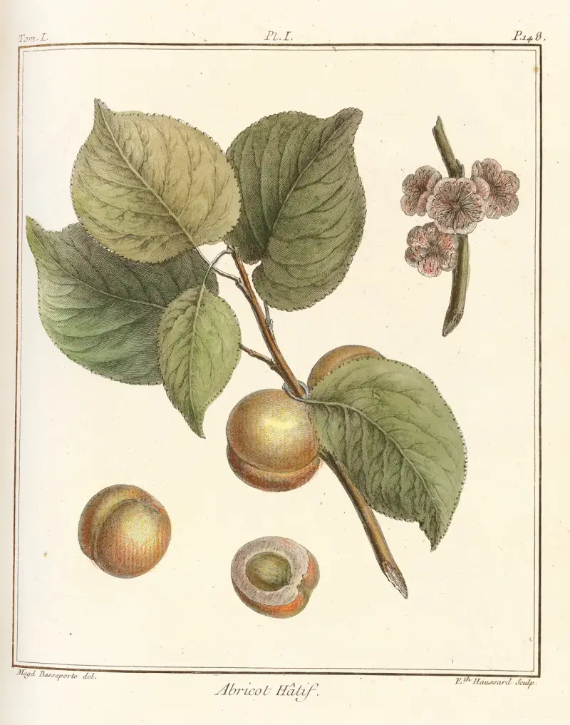 Traité des arbres fruitiers Pl.05 av Henri-Louis Duhamel du Monceau