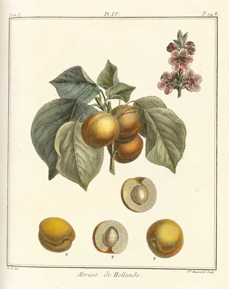 Traité des arbres fruitiers Pl.08 av Henri-Louis Duhamel du Monceau