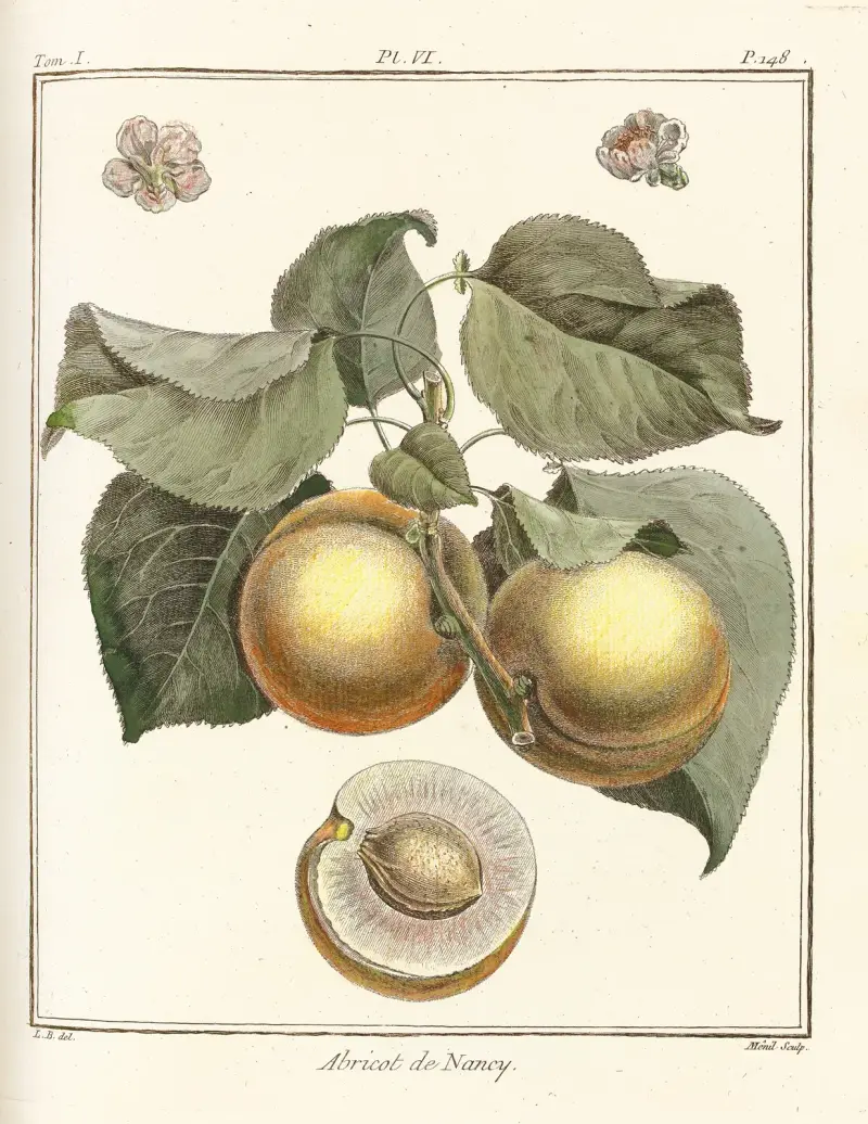 Traité des arbres fruitiers Pl.10 av Henri-Louis Duhamel du Monceau