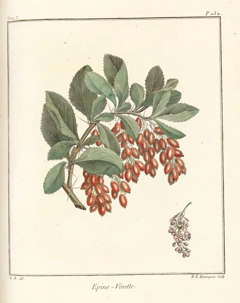 Traité des arbres fruitiers Pl.11 av Henri-Louis Duhamel du Monceau