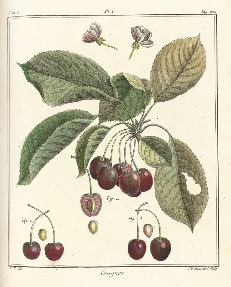Traité des arbres fruitiers Pl.12 av Henri-Louis Duhamel du Monceau