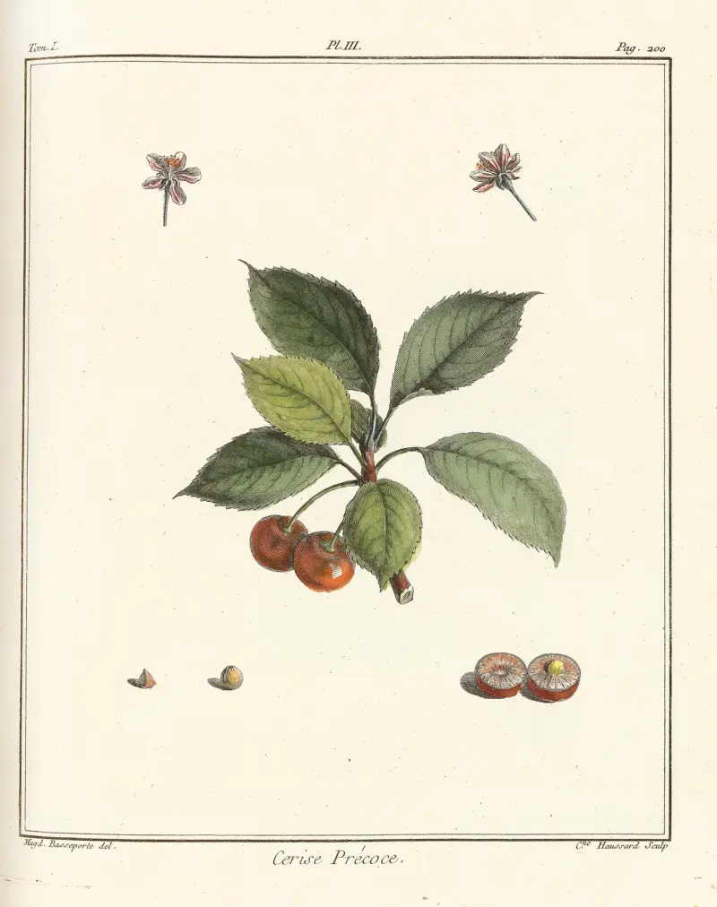 Traité des arbres fruitiers Pl.14 av Henri-Louis Duhamel du Monceau