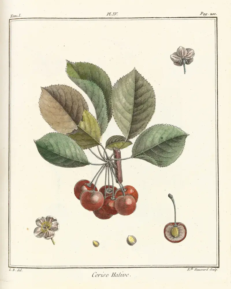 Traité des arbres fruitiers Pl.15 av Henri-Louis Duhamel du Monceau