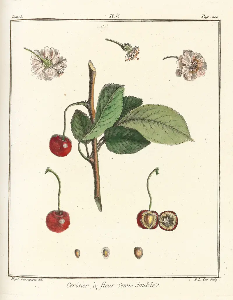 Traité des arbres fruitiers Pl.16 av Henri-Louis Duhamel du Monceau