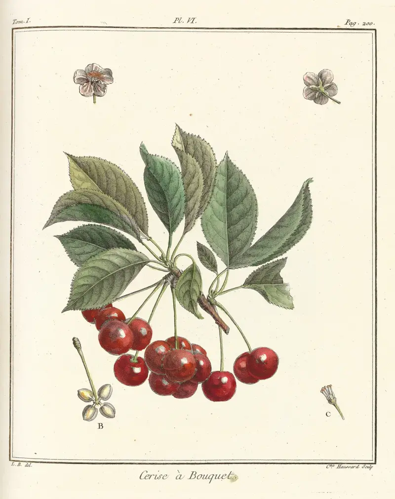 Traité des arbres fruitiers Pl.17 av Henri-Louis Duhamel du Monceau