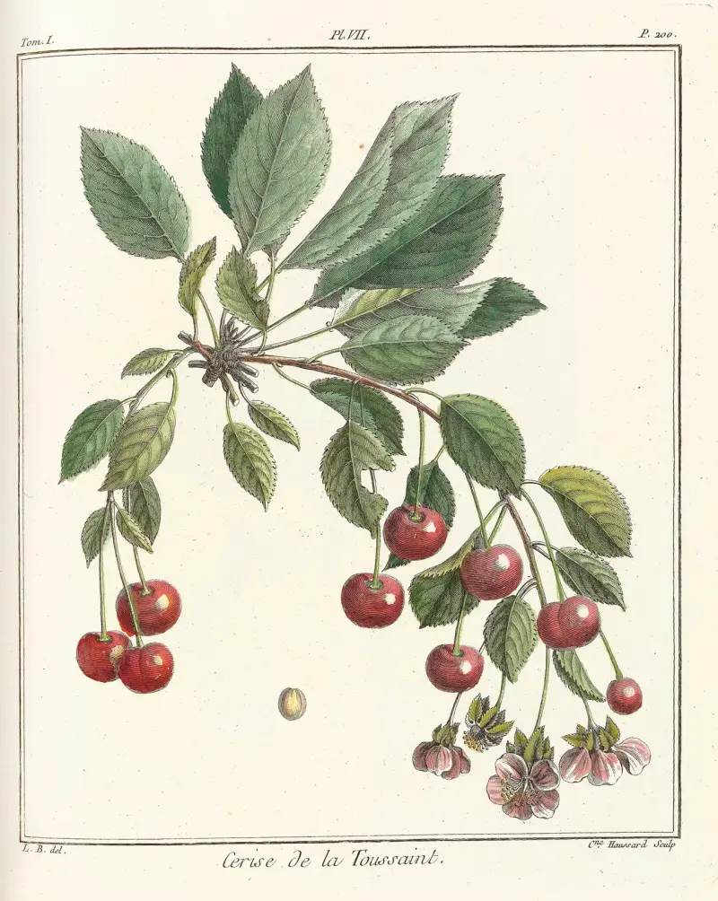 Avhandling om fruktträd, plansch 18 av Henri-Louis Duhamel du Monceau
