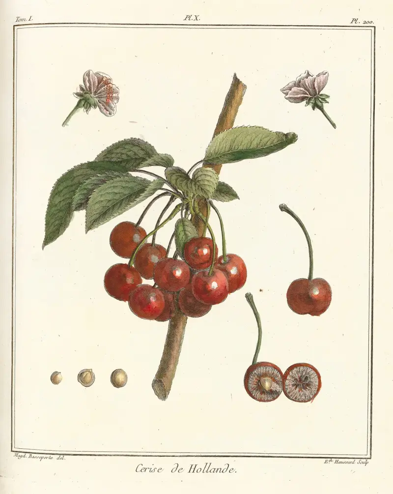 Traité des arbres fruitiers Pl.21 av Henri-Louis Duhamel du Monceau