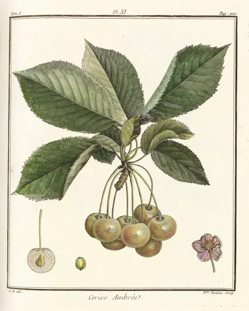 Traité des arbres fruitiers Taf. 22 von Henri-Louis Duhamel du Monceau