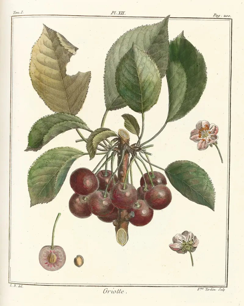 Traité des arbres fruitiers Pl.23 av Henri-Louis Duhamel du Monceau