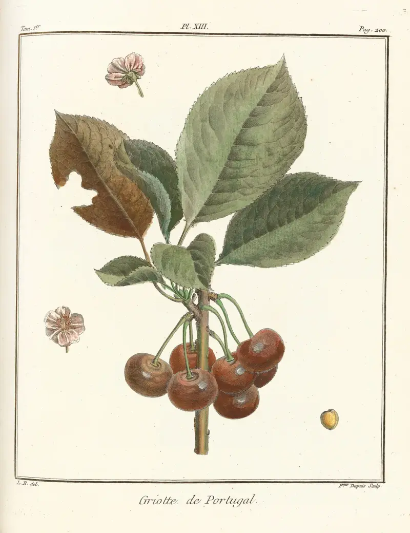 Traité des arbres fruitiers Pl.24 av Henri-Louis Duhamel du Monceau