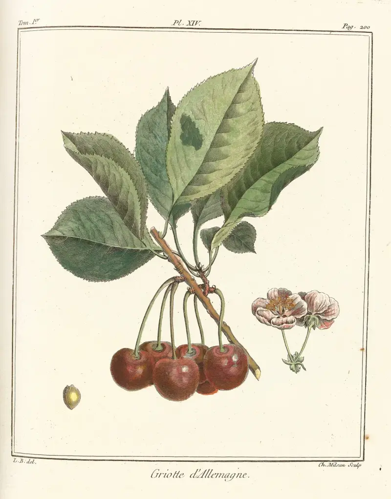 Traité des arbres fruitiers Pl.25 av Henri-Louis Duhamel du Monceau