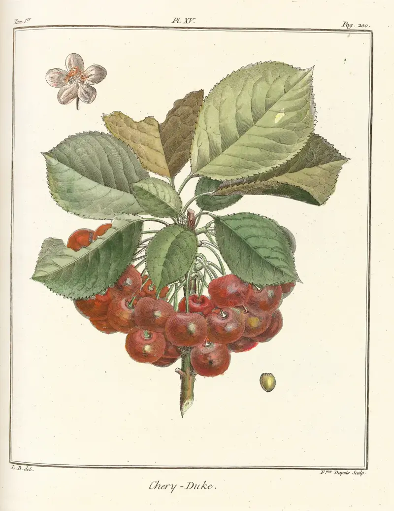 Traité des arbres fruitiers Pl.26 av Henri-Louis Duhamel du Monceau