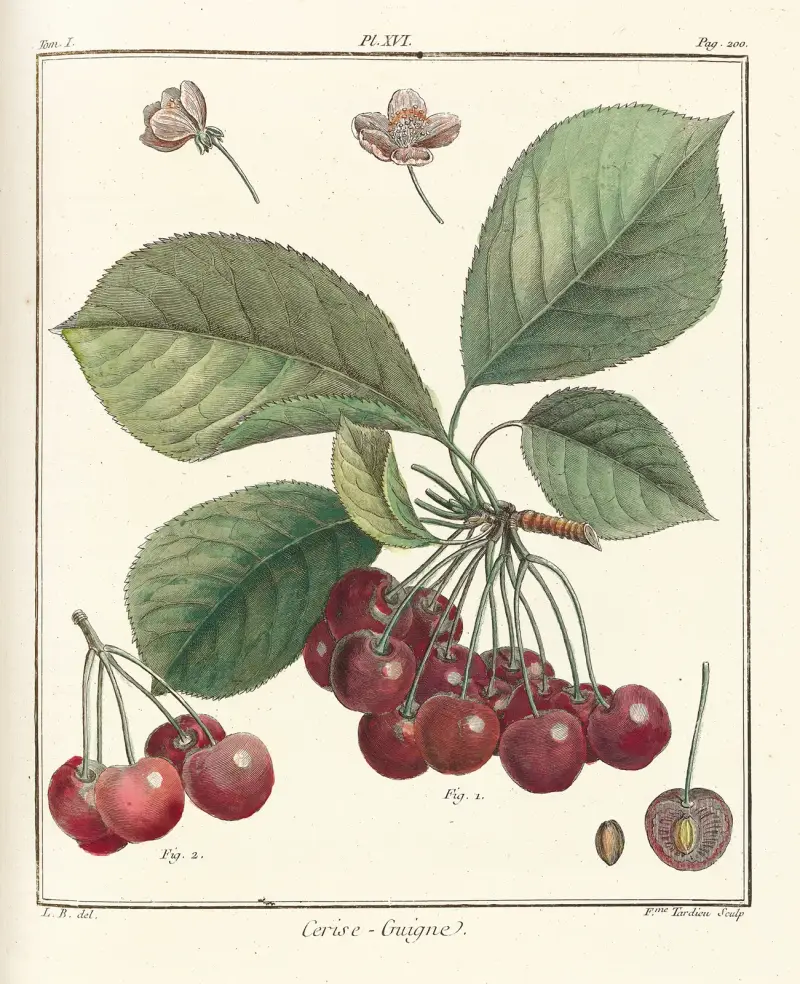 Traité des arbres fruitiers Pl.27 av Henri-Louis Duhamel du Monceau