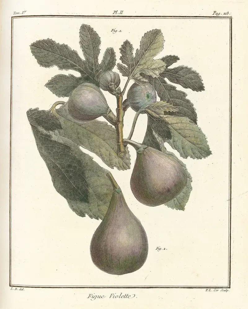 Traité des arbres fruitiers Pl.30 av Henri-Louis Duhamel du Monceau