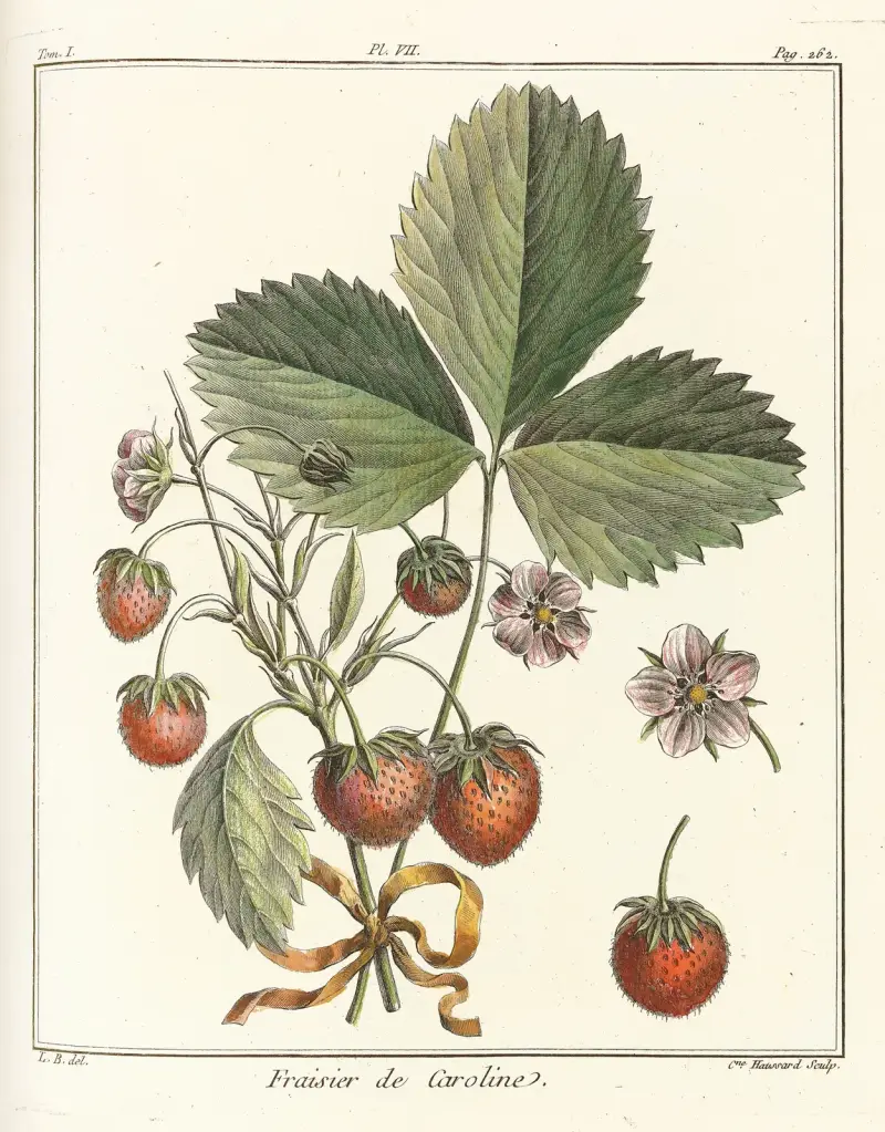 Traité des arbres fruitiers Pl.37 av Henri-Louis Duhamel du Monceau
