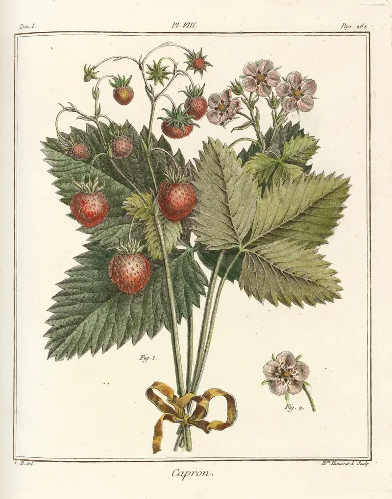 Traité des arbres fruitiers Pl.38 av Henri-Louis Duhamel du Monceau