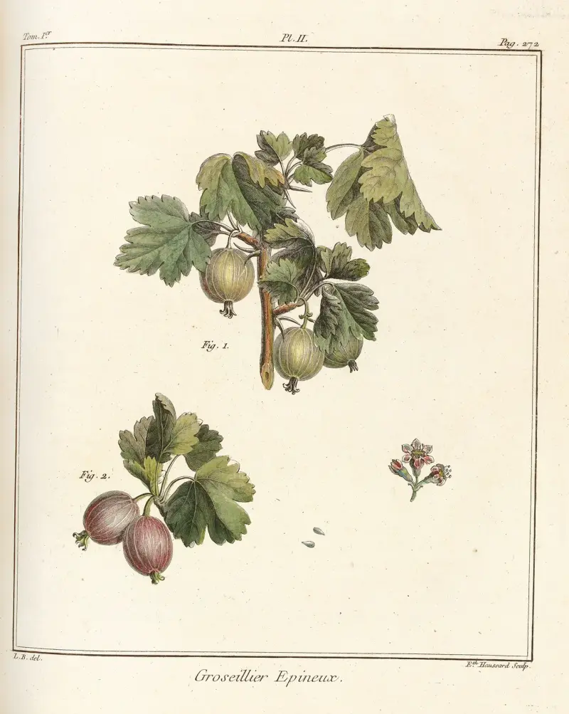 Avhandling om fruktträd, plansch 41 av Henri-Louis Duhamel du Monceau