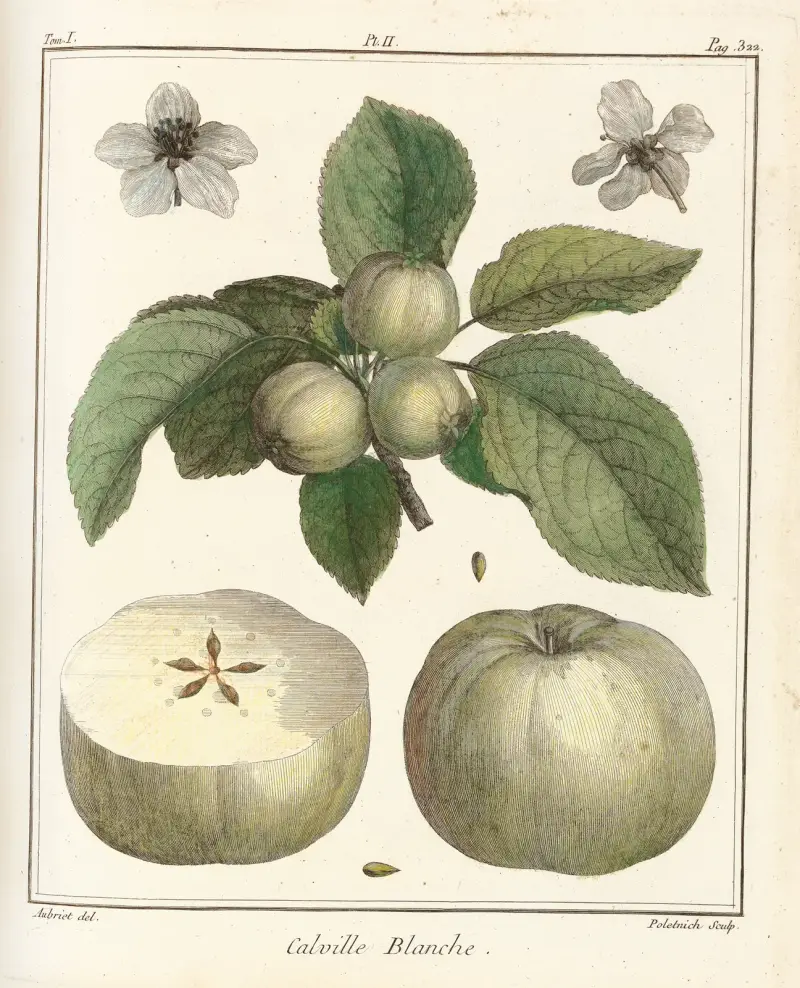 Traité des arbres fruitiers Pl.43 av Henri-Louis Duhamel du Monceau