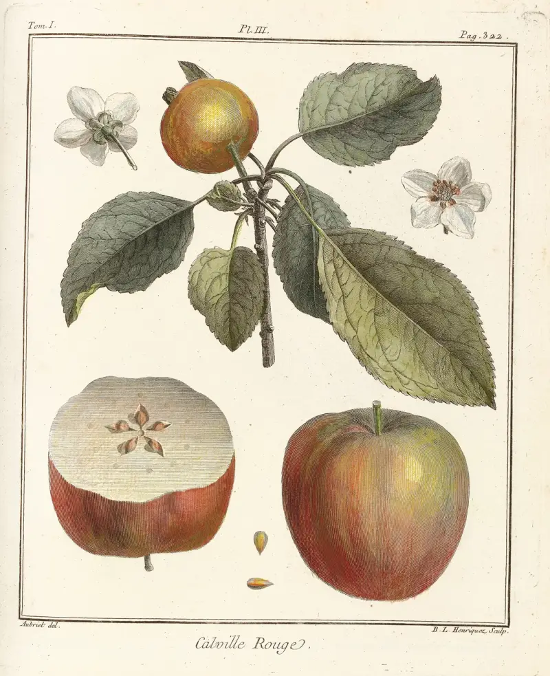 Traité des arbres fruitiers Pl.44 av Henri-Louis Duhamel du Monceau