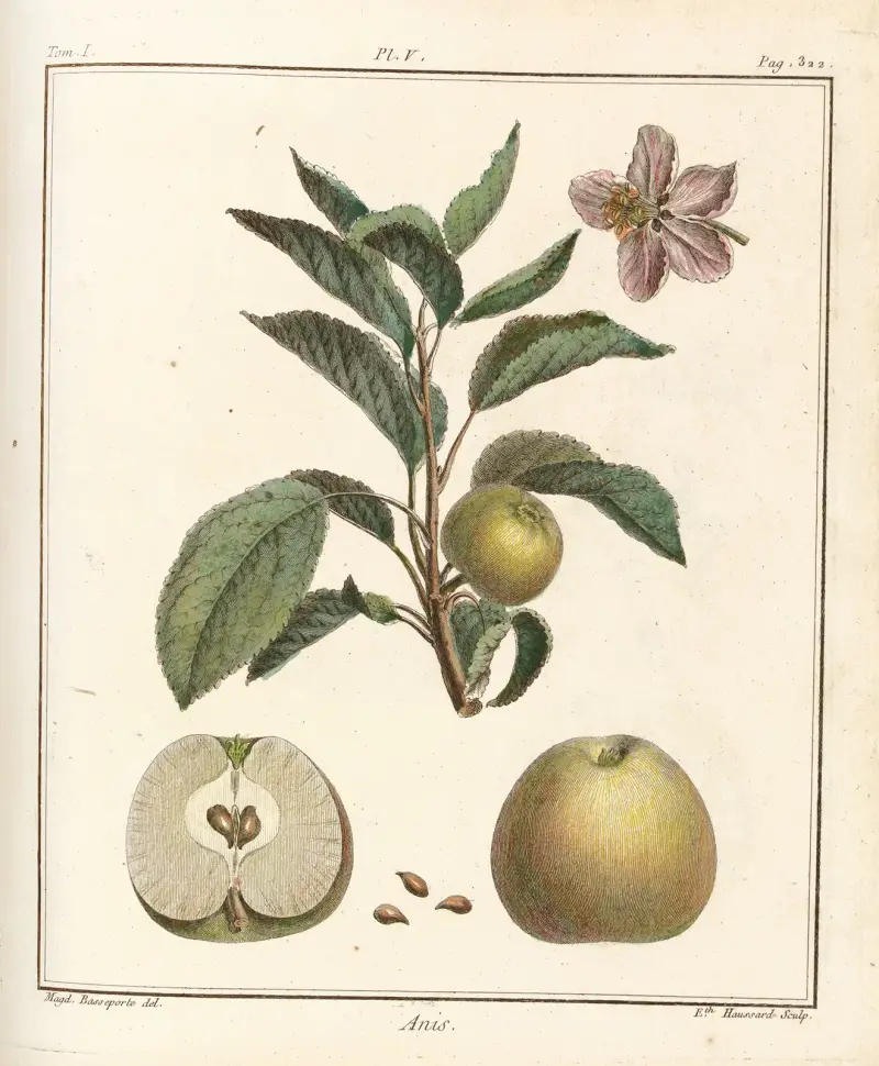 Traité des arbres fruitiers Pl.46 av Henri-Louis Duhamel du Monceau
