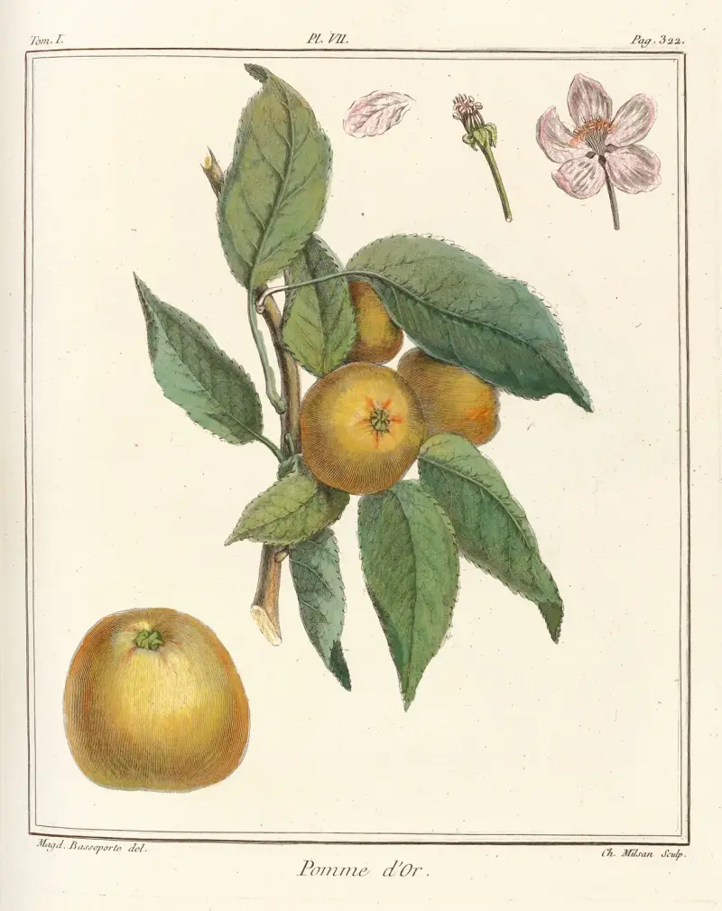 Traité des arbres fruitiers Pl.48 av Henri-Louis Duhamel du Monceau