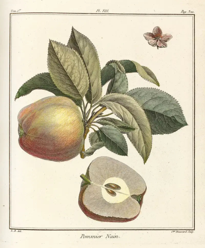 Traité des arbres fruitiers Pl.49 av Henri-Louis Duhamel du Monceau
