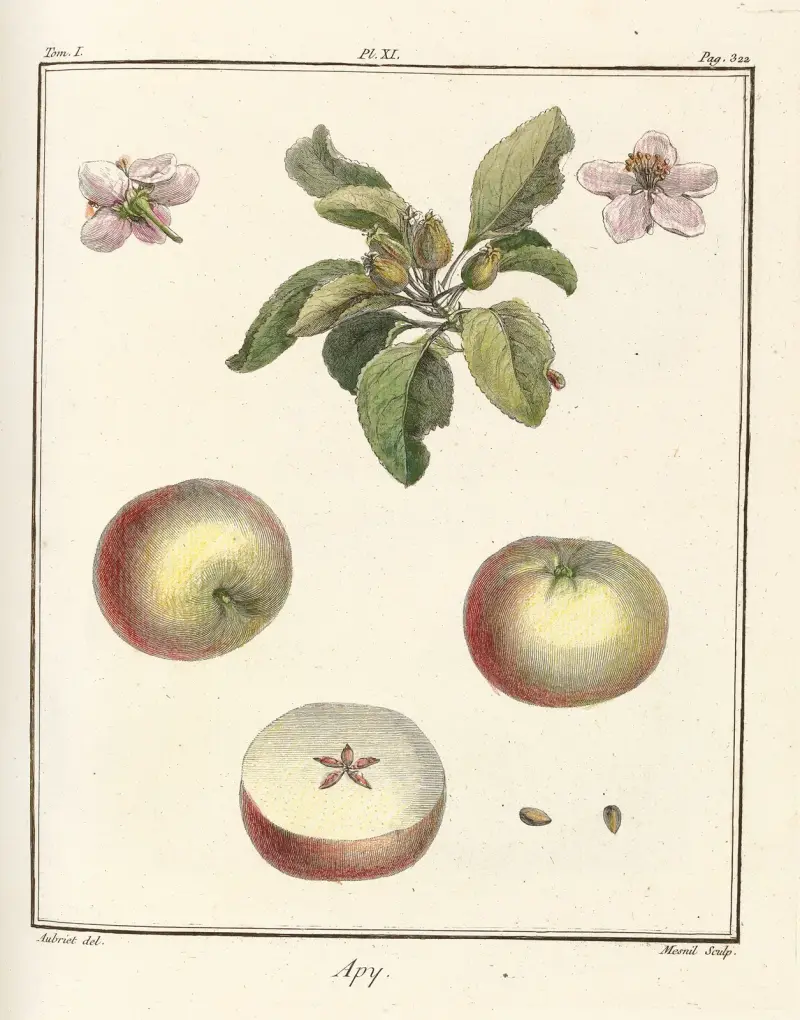 Traité des arbres fruitiers Pl.52 av Henri-Louis Duhamel du Monceau