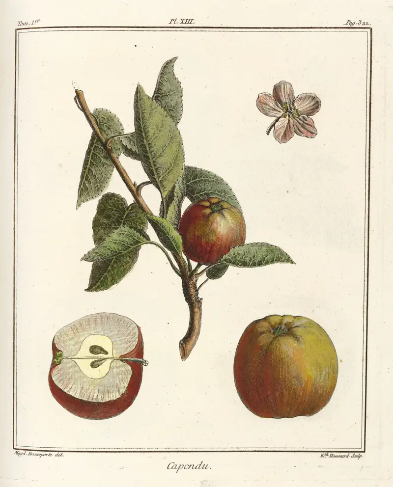 Traité des arbres fruitiers Pl.54 av Henri-Louis Duhamel du Monceau