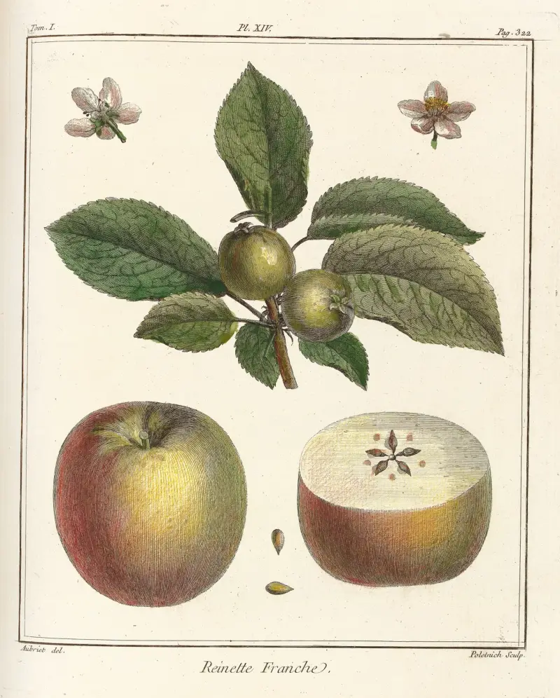 Traité des arbres fruitiers Pl.55 av Henri-Louis Duhamel du Monceau