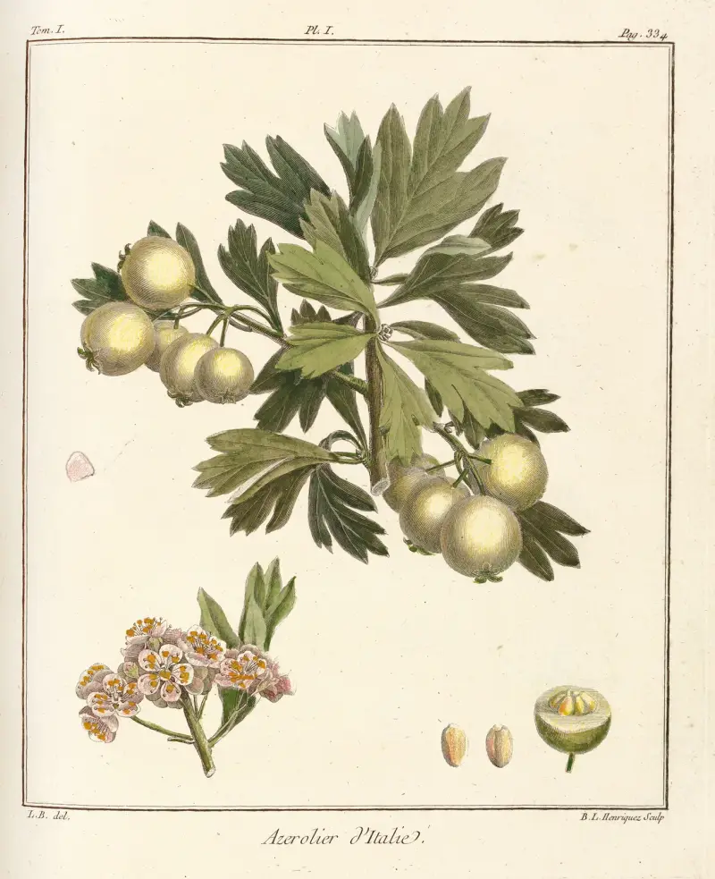 Traité des arbres fruitiers Pl.56 av Henri-Louis Duhamel du Monceau