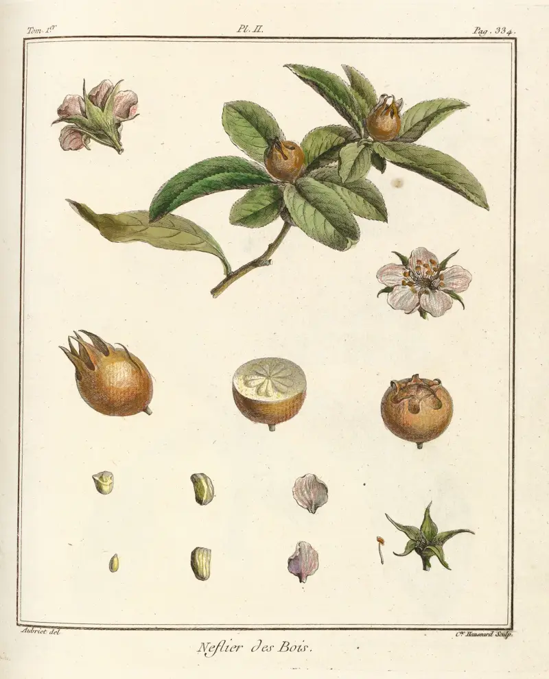 Traité des arbres fruitiers Pl. 57 von Henri-Louis Duhamel du Monceau
