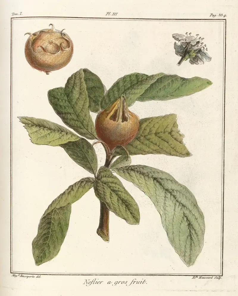 Avhandling om fruktträd, plansch 58 av Henri-Louis Duhamel du Monceau