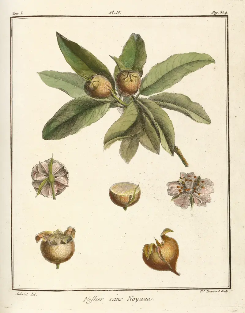 Traité des arbres fruitiers Pl.59 av Henri-Louis Duhamel du Monceau