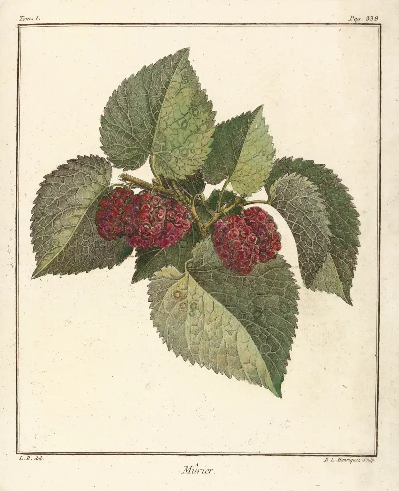 Avhandling om fruktträd Pl.60 av Henri-Louis Duhamel du Monceau