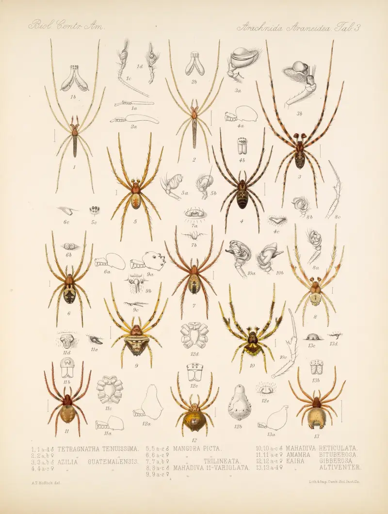Arachnida Araneidea Tabl. 3, Frederick DuCane Godman