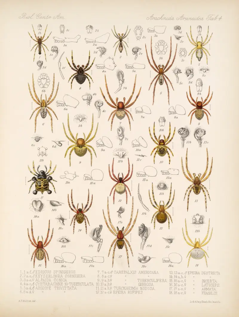 Arachnida Araneidea Pl 04 av Frederick DuCane Godman
