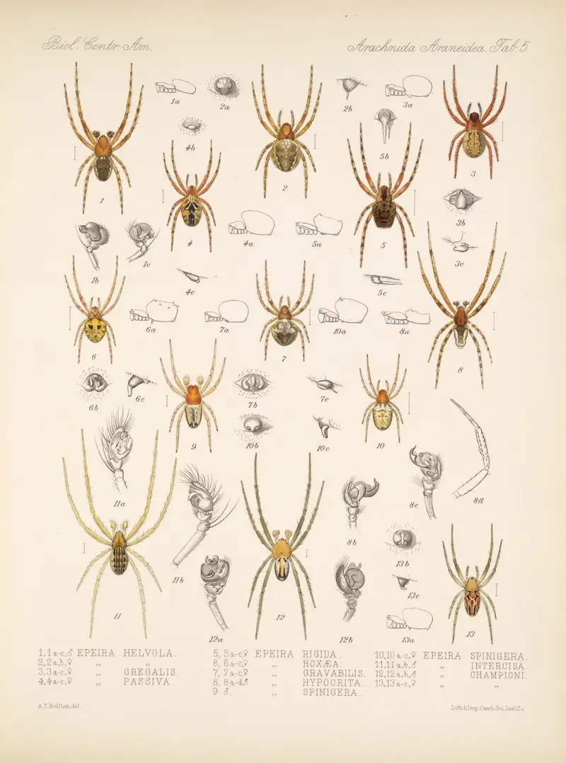 Arachnida Araneidea Pl 05 av Frederick DuCane Godman