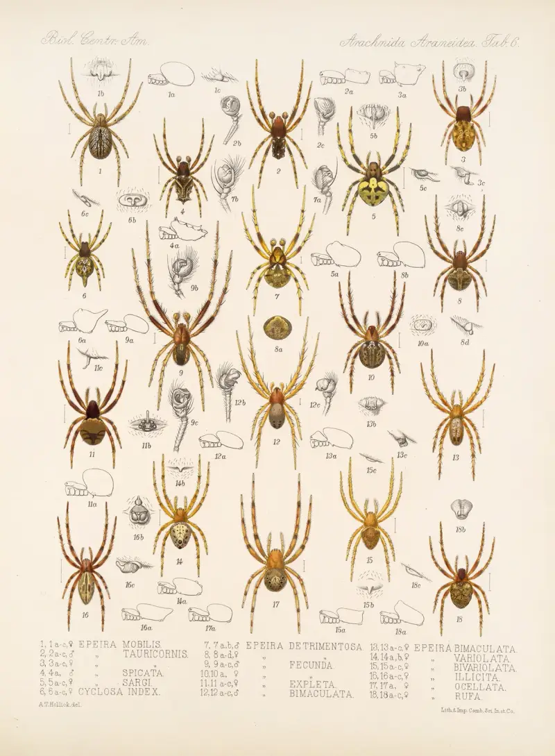 Arachnida Araneidea Pl. 06 von Frederick DuCane Godman