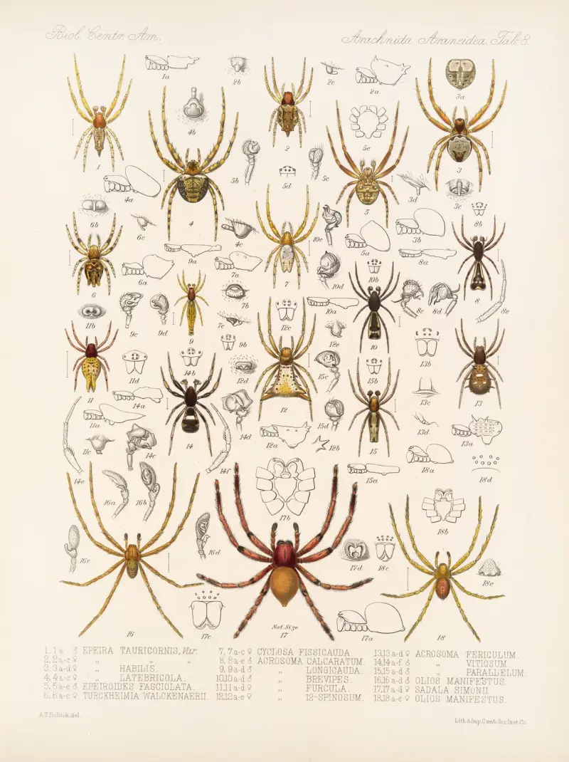 Arachnida Araneidea Taf. 08 von Frederick DuCane Godman