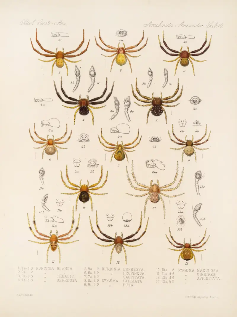 Arachnida Araneidea Taf. 10 von Frederick DuCane Godman