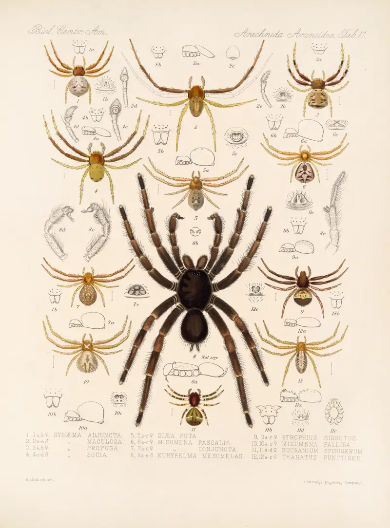 Arachnida Araneidea Pl. 11 von Frederick DuCane Godman