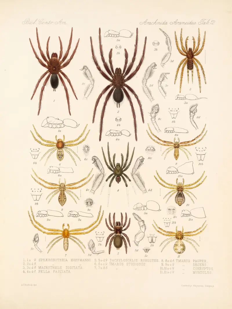 Arachnida Araneidea Taf. 12 von Frederick DuCane Godman