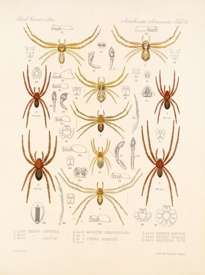 Arachnida Araneidea Taf. 13 von Frederick DuCane Godman